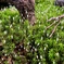 北八ヶ岳の苔たち
