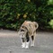 犬を見た猫