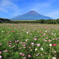 コスモス畑と富士山