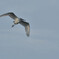 Ardea alba
