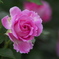 想い出の薔薇♪1