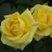 想い出の薔薇♪2