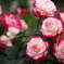 想い出の薔薇♪3