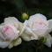 想い出の薔薇♪4