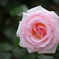 想い出の薔薇♪5