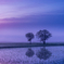 Lover`s Paddy field