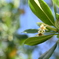 Red Mangrove I 7-17-25