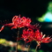花　４９