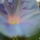 街の花