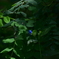 日陰の露草。