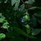 日陰の露草。