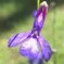 LOBERIA　'Princess Blue'