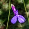 LOBERIA　'Princess Blue'
