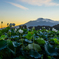 紫峰と蓮の花