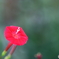 街の花