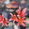街の花