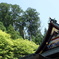 三峯神社の緑
