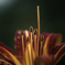 季節のお花達_170
