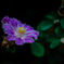 サボテンの花