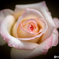 薔薇一輪