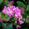 DSC02086. 花びらはフリル