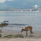 なつい　宮島…^_^;