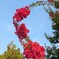 夏の花
