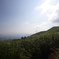 夏山光景Ⅱ
