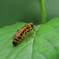 キンケハラナガツチバチ