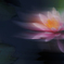 踊り子