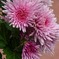 花瓶の花