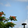 Royal Poinciana and the Osprey Nest 7-17