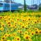 yellow & blue