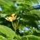 Royal Poinciana 7-17-25