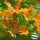 Delonix regia var. flavida I 7-17-25