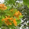 Delonix regia var. flavida II 7-17-25