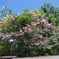 IMGP0918