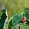 ホウジロ　　IMG-250830