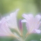 「Lycoris squamigera」