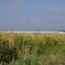 稲の実りと東海道新幹線！