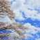 春空