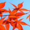 春紅葉