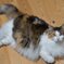 我が家のもふもふ三毛猫娘