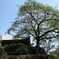 日蓮正宗総本山大石寺　DSC00849