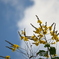 Yellow Poinciana 7-17-25