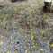Yellow 7-17-25