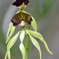 Clamshell Orchid 7-17-25