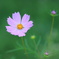 ピンクの花