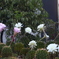 サボテンの花