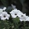 白い花シリーズ 51